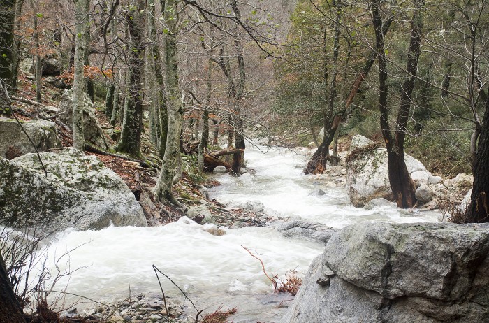 Réserve Naturelle Nationale De La Forêt De Massane