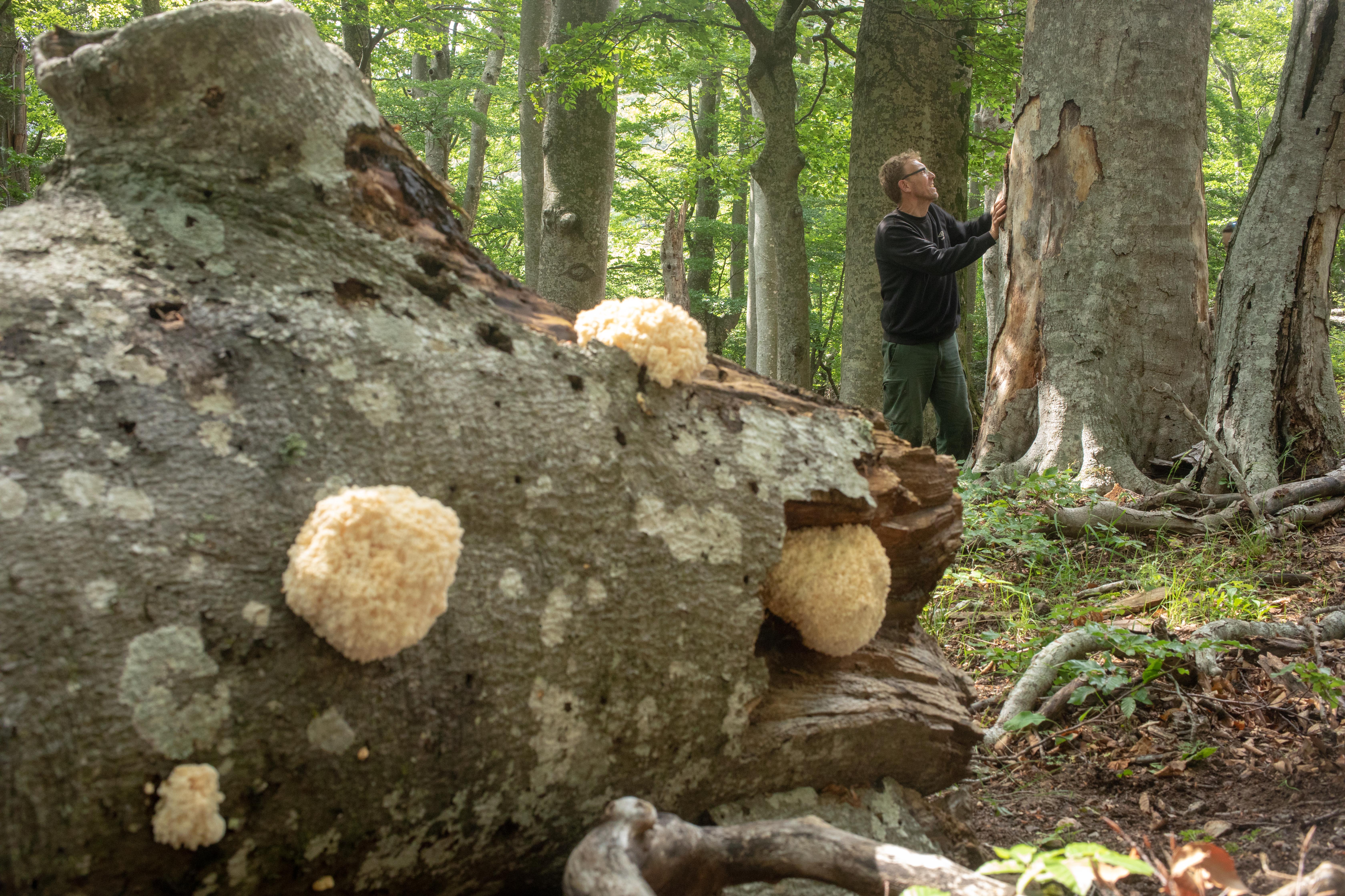 Réserve Naturelle Nationale De La Forêt De Massane