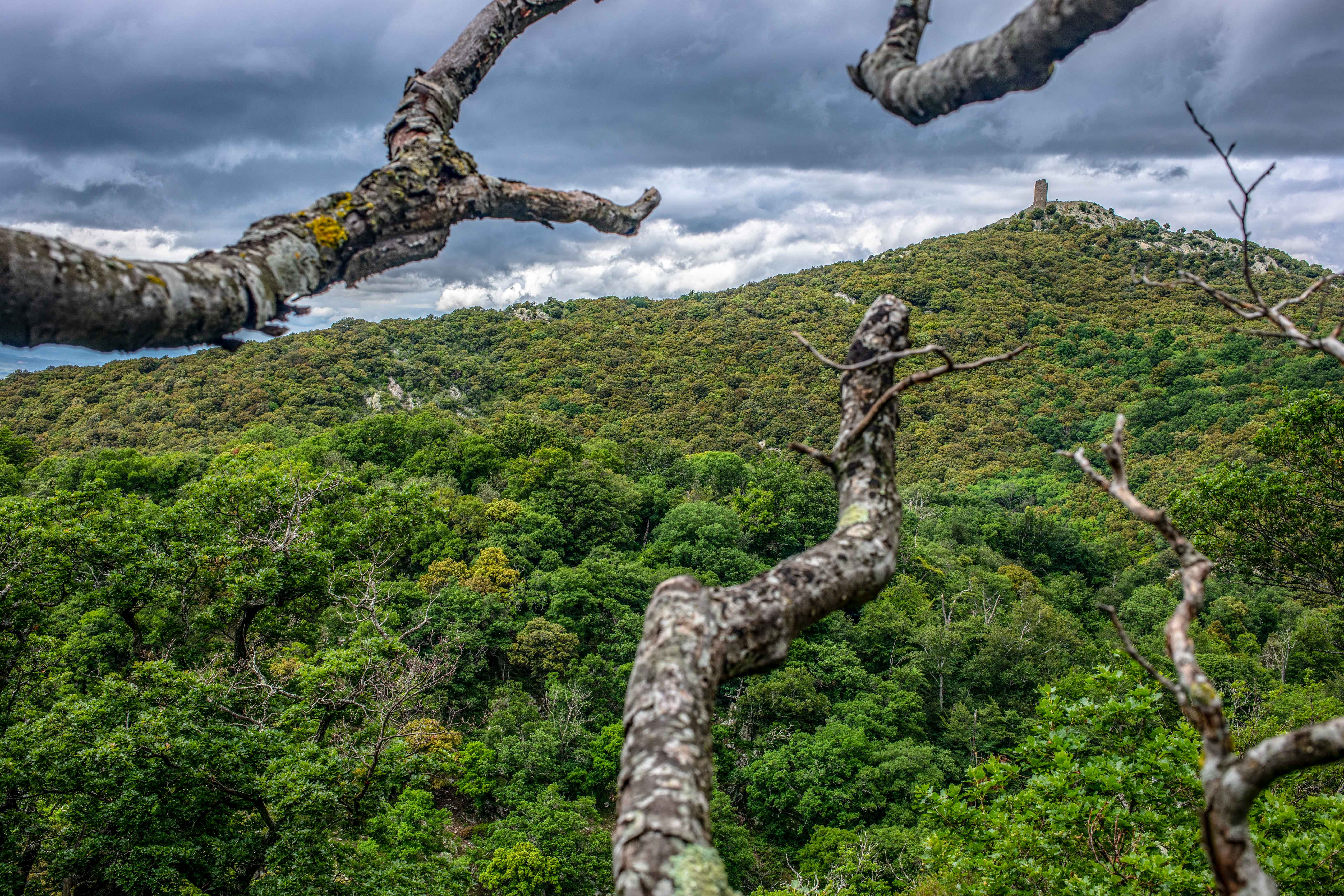 Réserve Naturelle Nationale De La Forêt De Massane