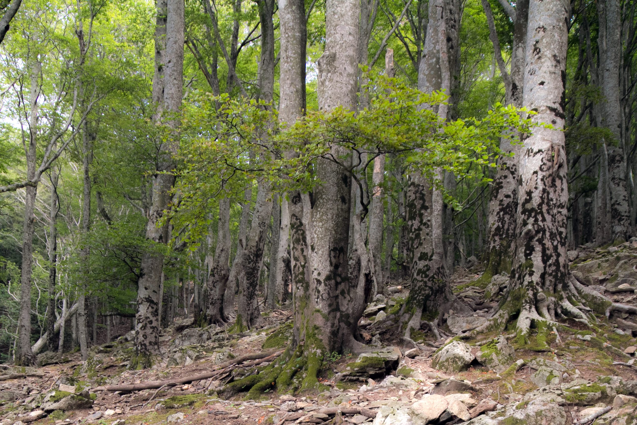 Réserve Naturelle Nationale De La Forêt De Massane