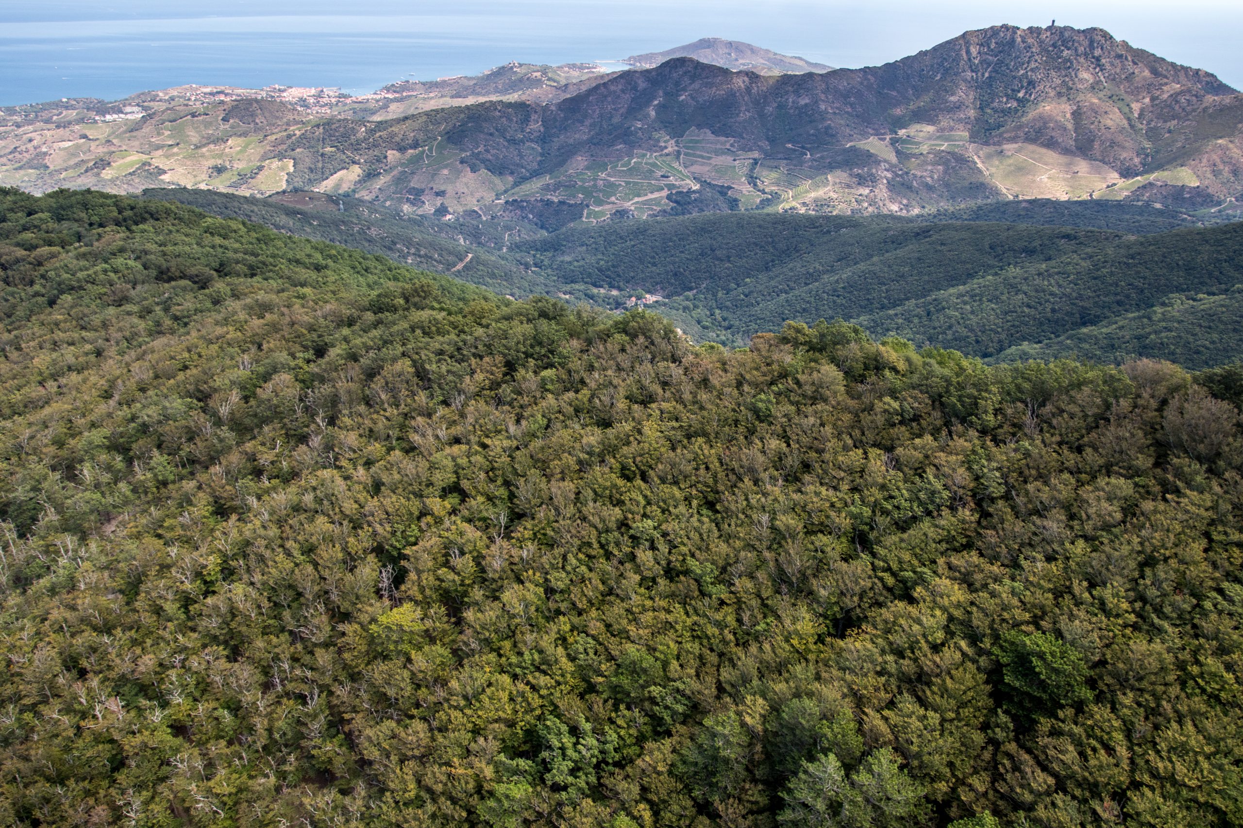 Réserve Naturelle Nationale De La Forêt De Massane